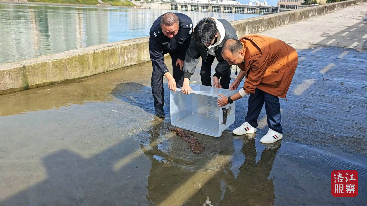 娃娃魚2_1.jpg